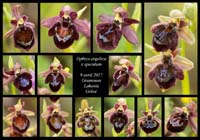 Ophrys-argolica-x-speculum